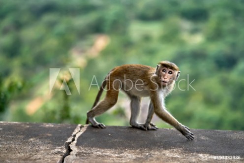 Picture of Macaca monkey outdoors